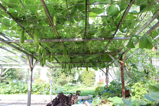 Thư từ Đức quốc: Một ngày ở Viên Giác Tự