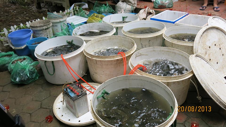 Hà Nội: Vu Lan Báo Hiếu tại chùa Sủi