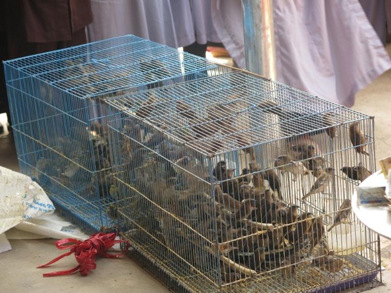 Vĩnh Phúc: Tịnh Viên Vân Sơn Tam đảo tổ chức Đại lễ Phật Thành Đạo