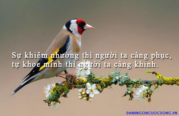 Đỉnh ở bên ngoài cuộc thi
