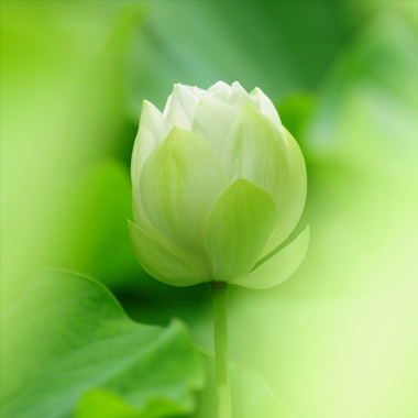 Đâm Sau Lưng Chiến Sĩ