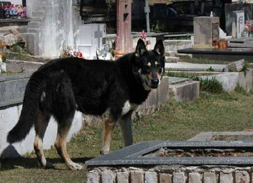 Câu chuyện cảm động về lòng trung thành của chú chó Capitan