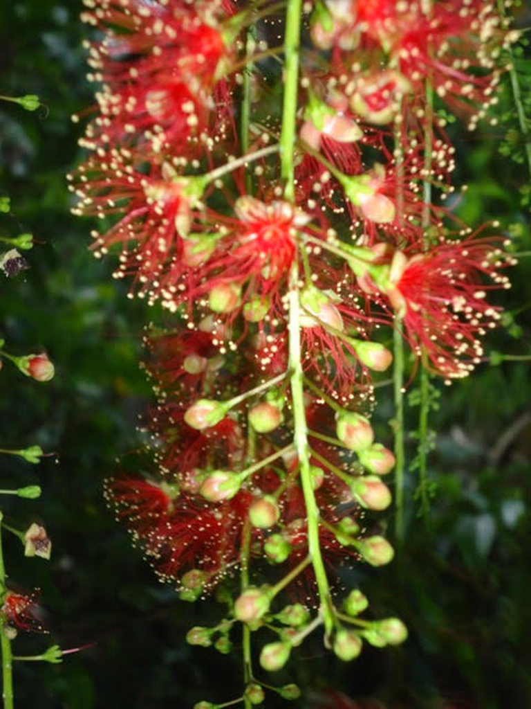 Lộc vừng mùa hạ