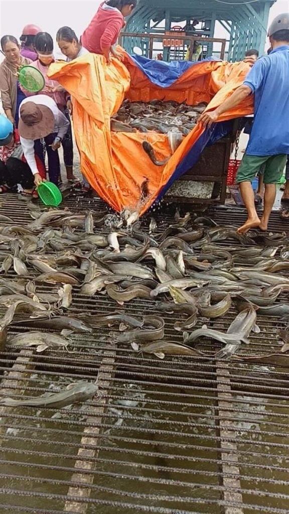 Phóng sinh hằng trăm kg rắn, rùa, trăn và chim, cò về tự nhiên