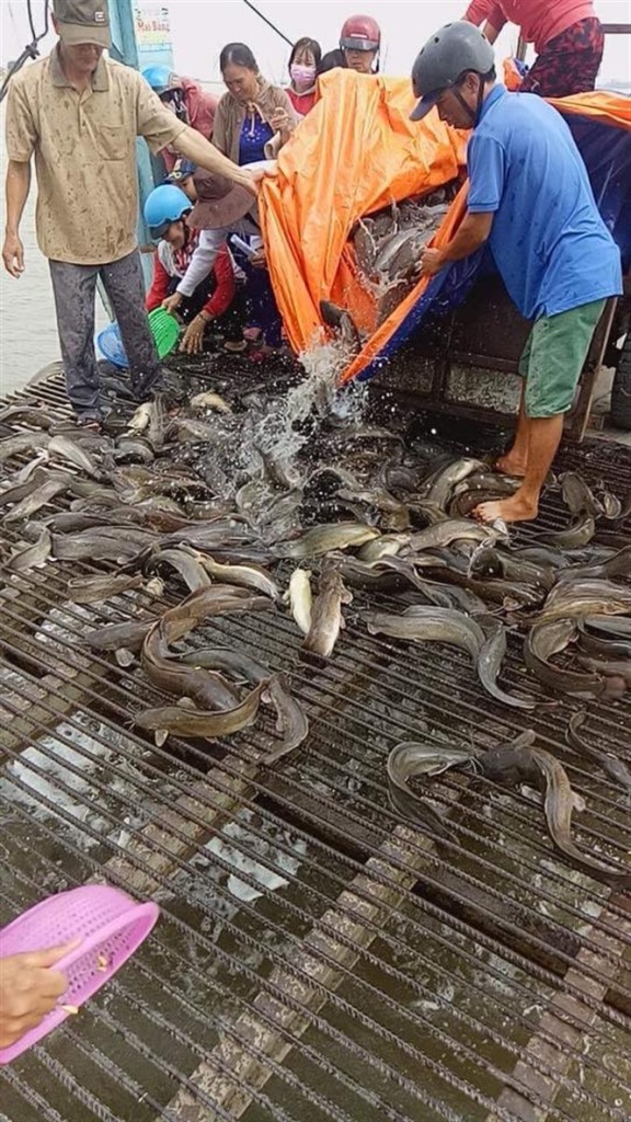 Phóng sinh hằng trăm kg rắn, rùa, trăn và chim, cò về tự nhiên