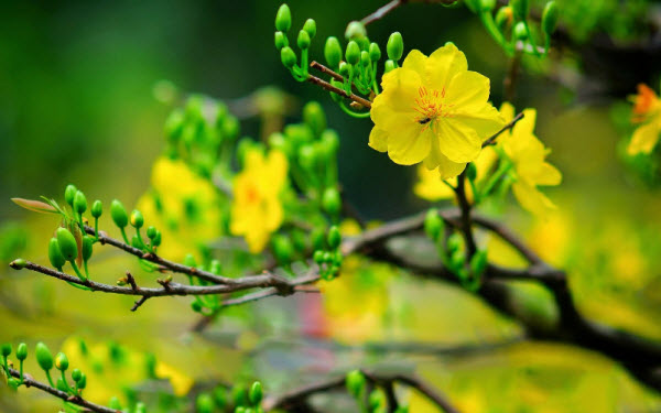 Ta Đón Xuân Mậu Tuất Với Tinh Thần Lạc Quan Yêu Đời
