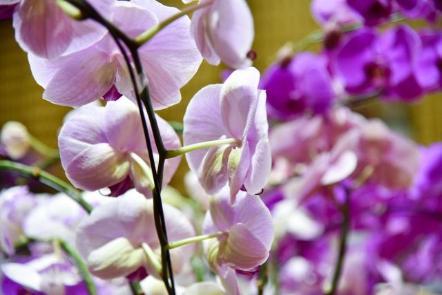 &quot;Bản chất của sự sống là tôn trọng sự sống&quot; - TT. Nhật Từ