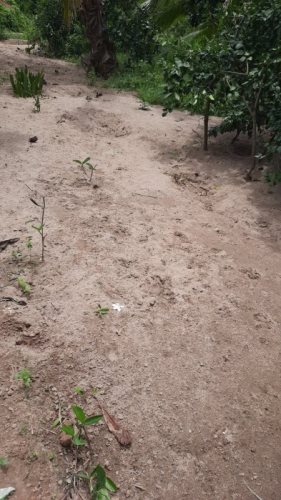 Cập Nhật Thông Tin Chương Trình “Nhịp Cầu Yêu Thương 2020” (C248)