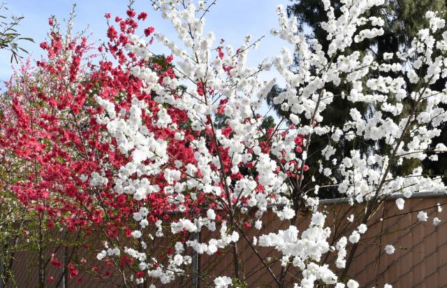 Chùa Thiện Ân, Fresno (Hoa Kỳ) với vườn tượng lộ thiên và vườn cây cảnh tuyệt đẹp