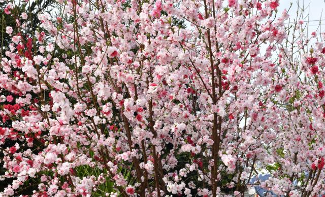 Chùa Thiện Ân, Fresno (Hoa Kỳ) với vườn tượng lộ thiên và vườn cây cảnh tuyệt đẹp