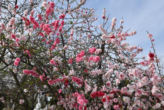Chùa Thiện Ân, Fresno (Hoa Kỳ) với vườn tượng lộ thiên và vườn cây cảnh tuyệt đẹp