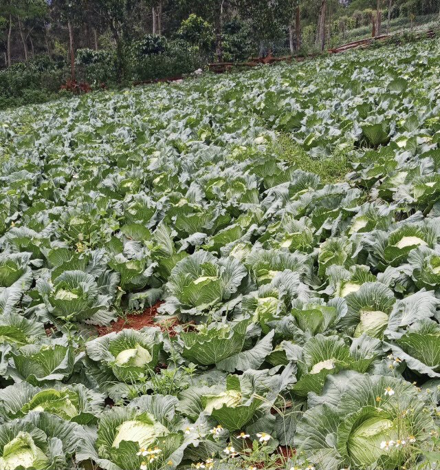 Chùa Giác Ngộ Mua &quot;Giải Cứu&quot; 70 Tấn Bắp Cải, Tiếp Sức Cho Người Dân Trong Mùa “Bão Covid-19”