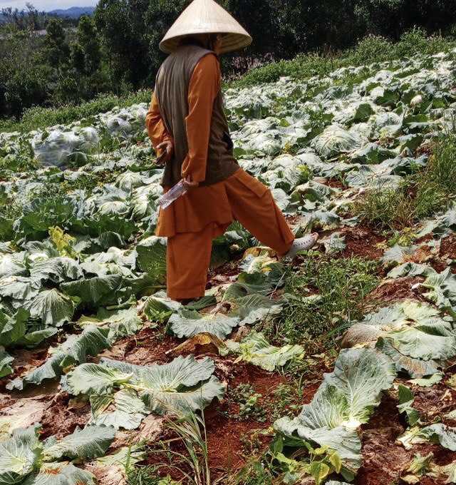Chùa Giác Ngộ Mua &quot;Giải Cứu&quot; 70 Tấn Bắp Cải, Tiếp Sức Cho Người Dân Trong Mùa “Bão Covid-19”