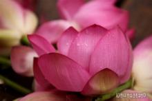 Hạnh Phúc, Khổ Đau và Niết-bàn