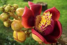 Đại cương về "Thắng pháp tập yếu luận" (Abhidhammatthasangaha)