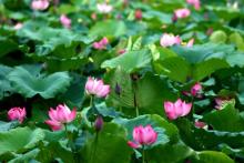 Phật giáo và môi trường