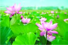 Mùa của hoa sen