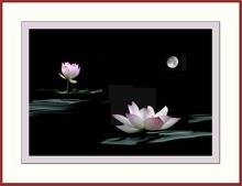 Giấc mơ huyền ảo