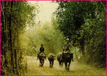 Quê hương gọi nhớ nhung về