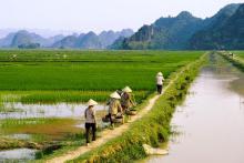 Vườn Ruộng Tổ Tiên