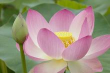 Nhìn sự vật như chúng thật sự là