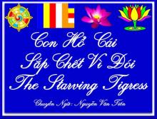 Con Hổ Cái Sắp Chết Vì Đói