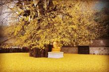 Trung Quốc: Vẻ đẹp mùa Thu Cổ thụ Bạch Quả nghìn năm tuổi tại Quan Âm Thiền Tự