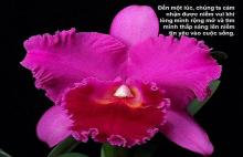 Siêu Thực