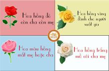 Ý nghĩa của màu sắc những bông hồng cài áo