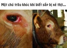 Dê cứu Thầy Tu