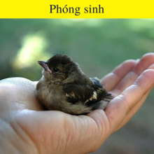 Vì sao tôi ăn chay?