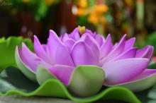 Ý Nghĩa Và Cách Hành Trì Bồ Đề Tâm Trong Tâm Kinh Bát Nhã