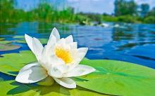 Làm Thế Nào Để Tự Giải Oan Gia Trái Chủ Và Vong Dời Thân Mà Không Cần Có Thầy Trợ Giúp Khỏi Bị Lừa Dối Vòi Tiền?
