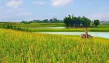 Hồn Quê