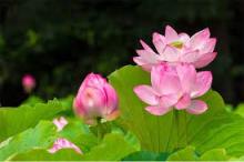 “Như là hiền triết cho đời thêm hoa”
