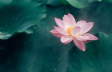 Ngày Phật sinh – Khẽ gọi tên Thầy