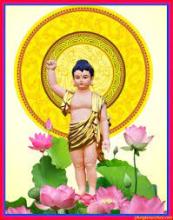 Mừng Phật Đản, Nghĩ Về Thiền Tông