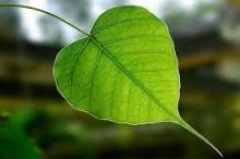 Nguyện