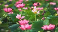 Vẫn Sáng Đường Hoa