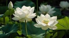 Bát Chánh Đạo, Con Đường Giải Thoát Tham Sân Si, Giải Thoát Khổ Đau (Bài 9 - Chánh Định)