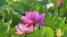 Sống Đạo Vui Đời Tập 2: ""Ứng Dụng Phật Pháp Vào Cuộc Sống, Đời Hạnh Phúc Hơn
