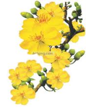Đêm Qua Sân Trước Một Cành Mai