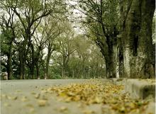 Mùa Thu Trên Đất Khách